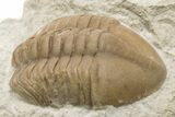 Unusual, Delphasaphus Trilobite With Partial - Russia #200468-5